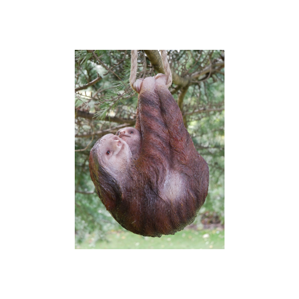 Climbing Sloth & Baby