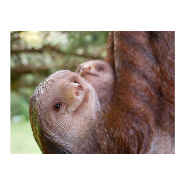 Climbing Sloth & Baby