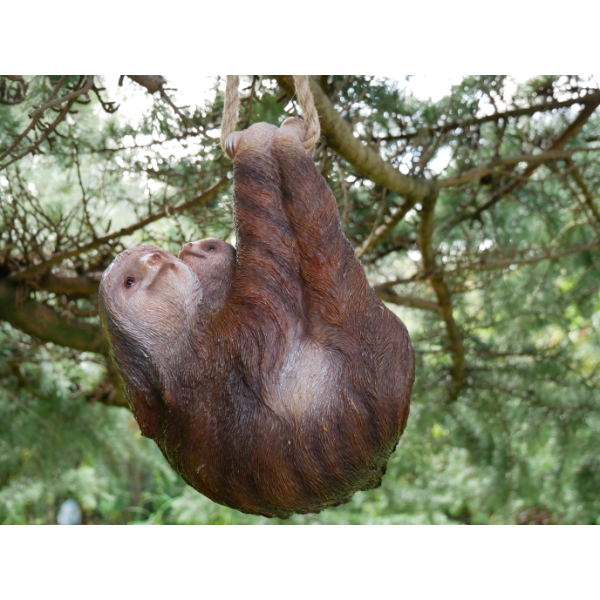 Climbing Sloth & Baby